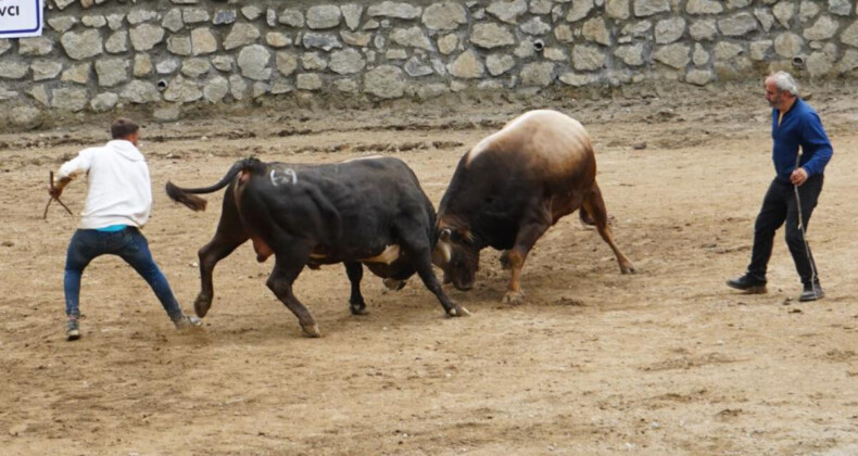 Rize’de boğa güreşi renkli görüntülere sahne oldu