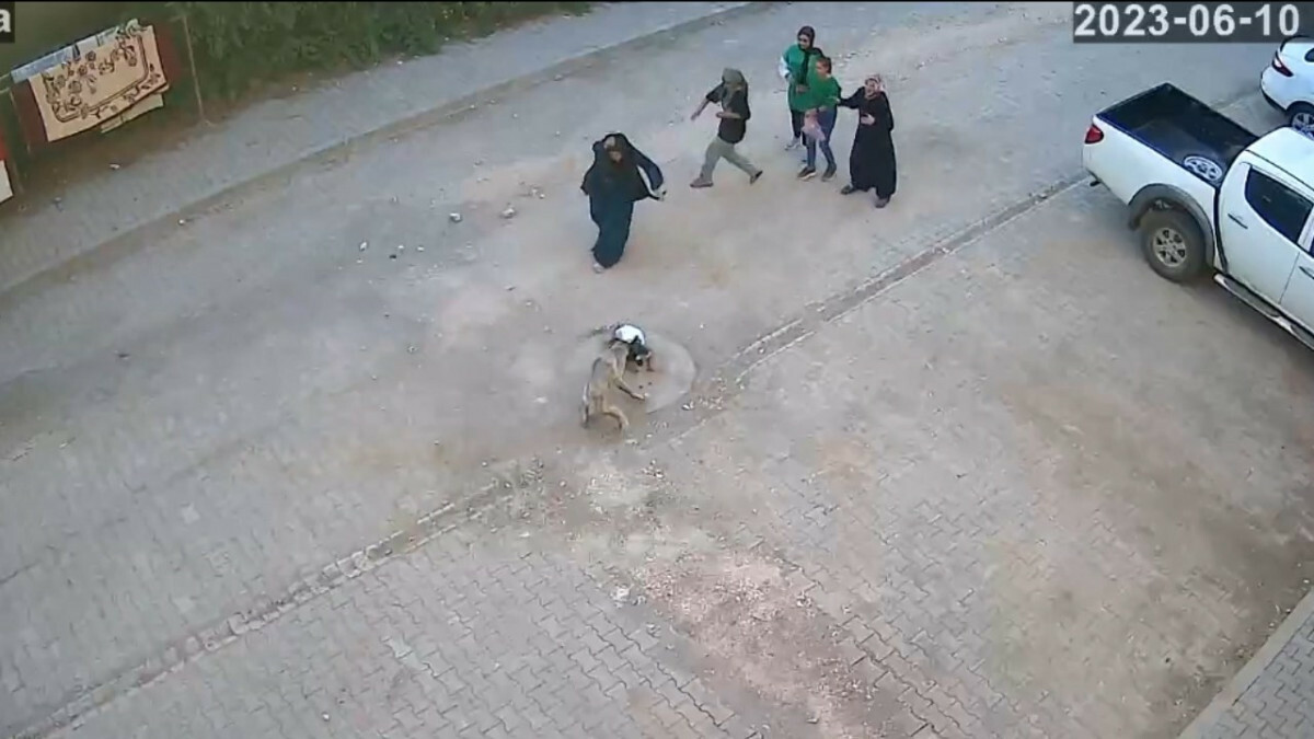 Şanlıurfa’da sokak köpeği çocuğa saldırdı