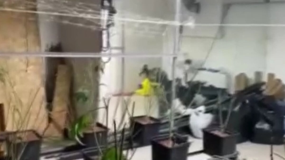 Sarıyer’de uyuşturucu baskını: 5 milyon liralık marihuana ele geçirildi