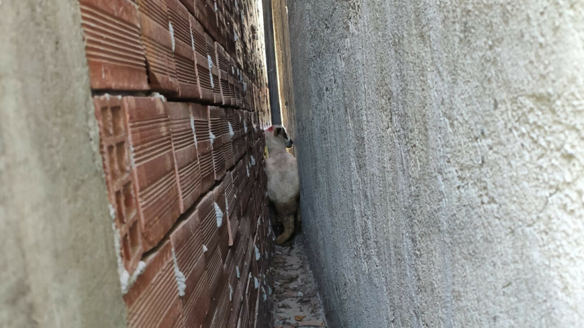 Tokat’ta iki duvarın arasında sıkışan kurbanlık koyunu itfaiye çıkardı