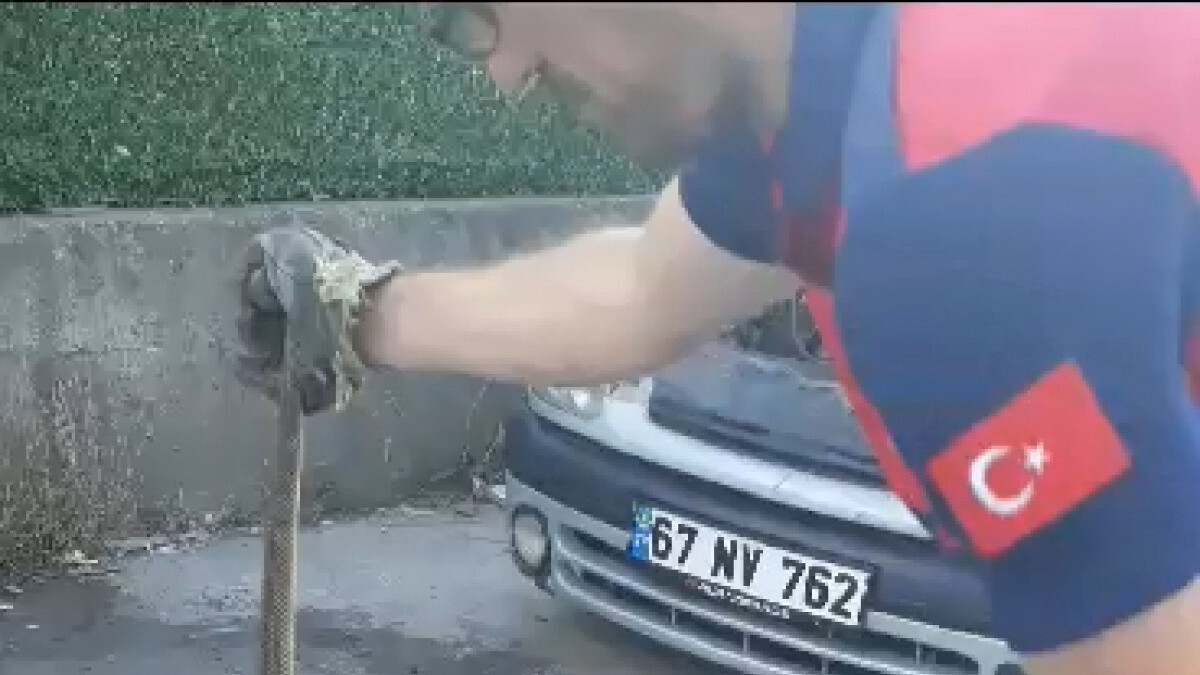 Zonguldak’ta otomobilin motor kısmından 2 metre yılan çıktı