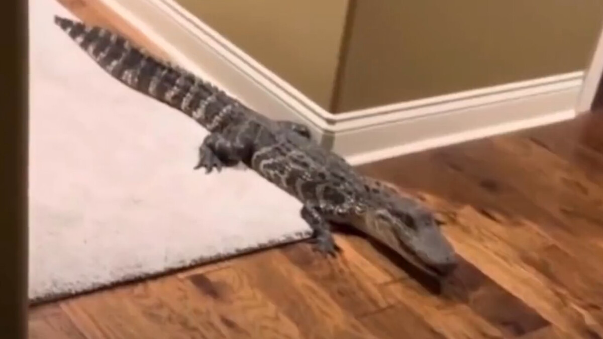 ABD’de bir eve timsah girdi