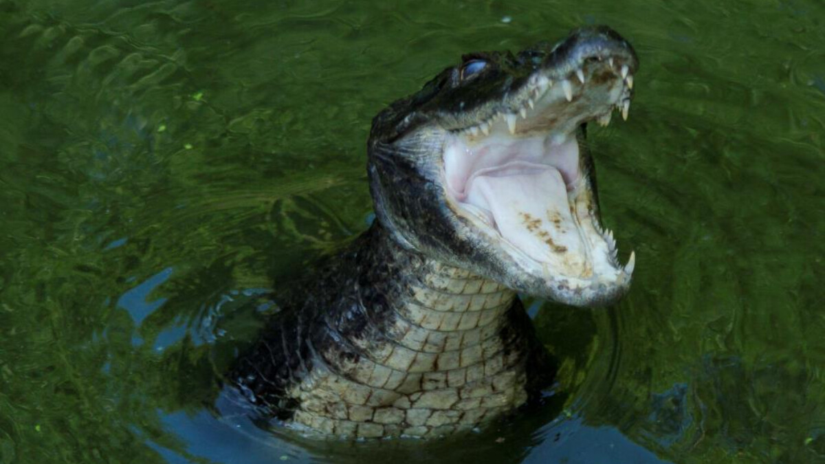 ABD’de timsahın saldırdığı kadın öldü