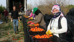 Adana ve Mersin’de narenciye işçi fiyatları belli oldu: 447 lira