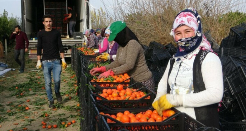 Adana ve Mersin’de narenciye işçi fiyatları belli oldu: 447 lira