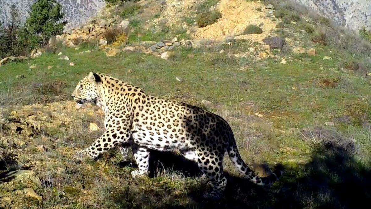 Anadolu Parsı avlamanın cezası 1,2 milyon TL