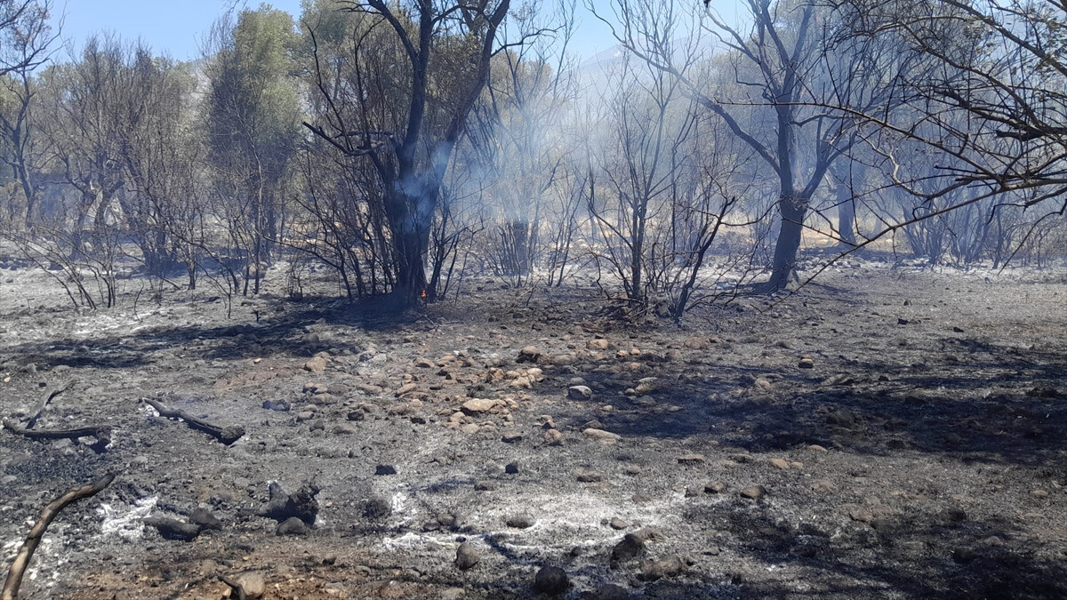 Antalya’da zeytinlik alanda yangın