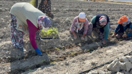 Avrupa’ya ihracatı planlanıyor! Isparta’da kuşkonmaz üretimi artıyor