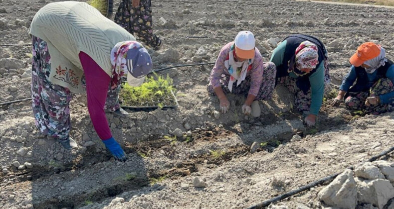 Avrupa’ya ihracatı planlanıyor! Isparta’da kuşkonmaz üretimi artıyor