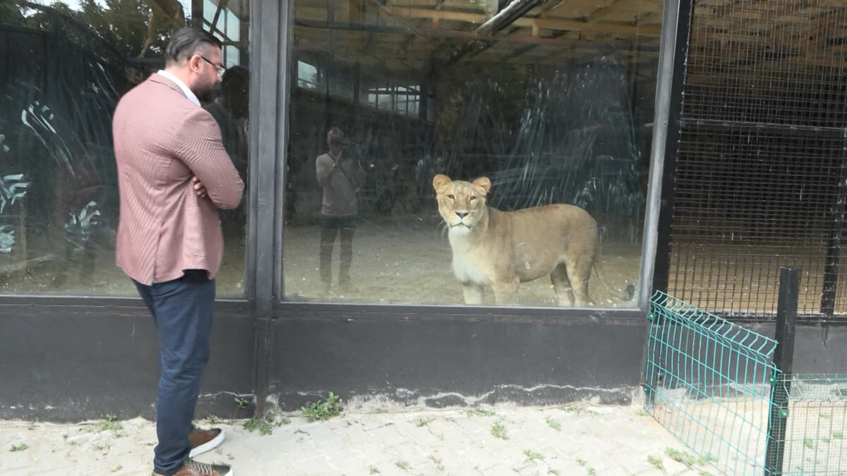 Beykoz’daki ormana ‘aslan kaçtı’ iddiası ortalığı ayağa kaldırdı