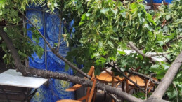 Beyoğlu’nda şiddetli rüzgar ağacı devirdi: Facianın eşiğinden dönüldü