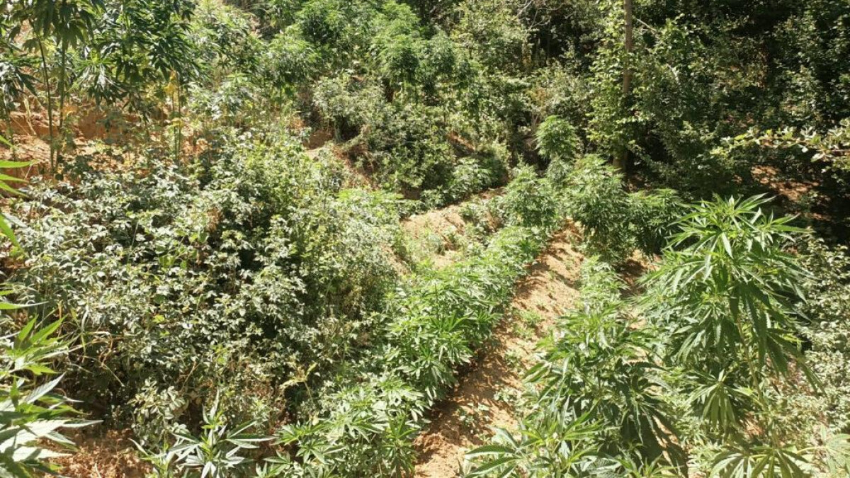 Bingöl’de uyuşturucu tacirlerine büyük darbe