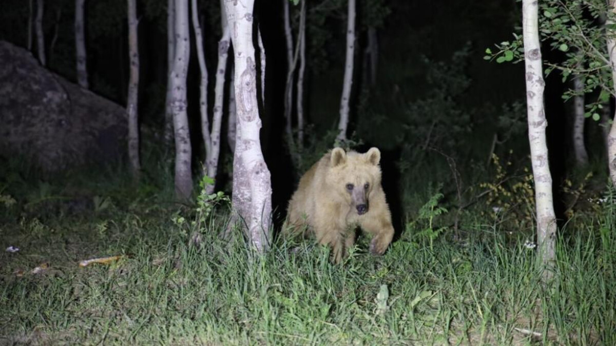 Bitlis’te ayı uyarısında bulunan öğretim üyesi, ayı saldırısından kurtuldu