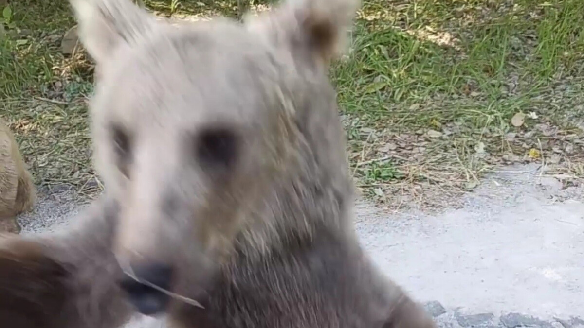 Bitlis’te yavru ayı, araç sürücüsüne saldırdı