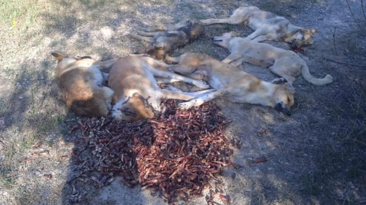 Bolu’da 6 köpek yan yana sıralanmış halde ölü bulundu