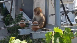 Bursa’da sahibinden kaçıp bir evin mutfağına giren maymun yakalandı