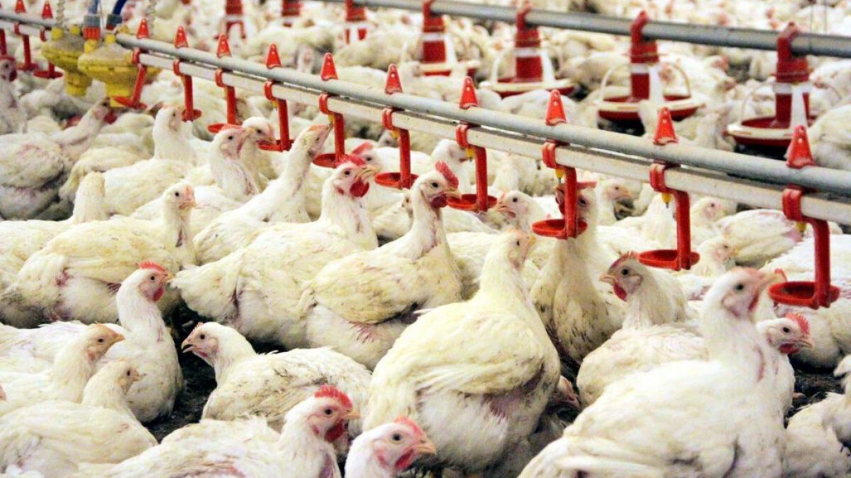 Çin’de 4 bin tavuk sıcaktan telef oldu