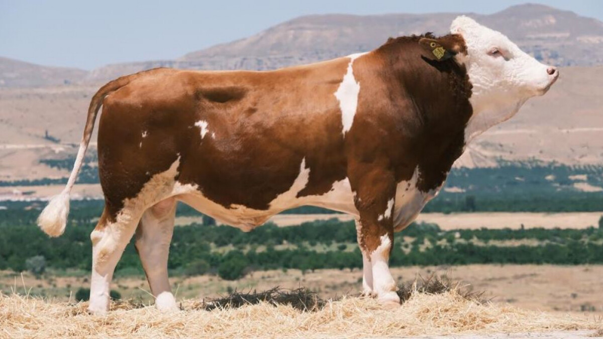 Dondurulmuş boğa spermasında ilk ihracat Azerbaycan’a