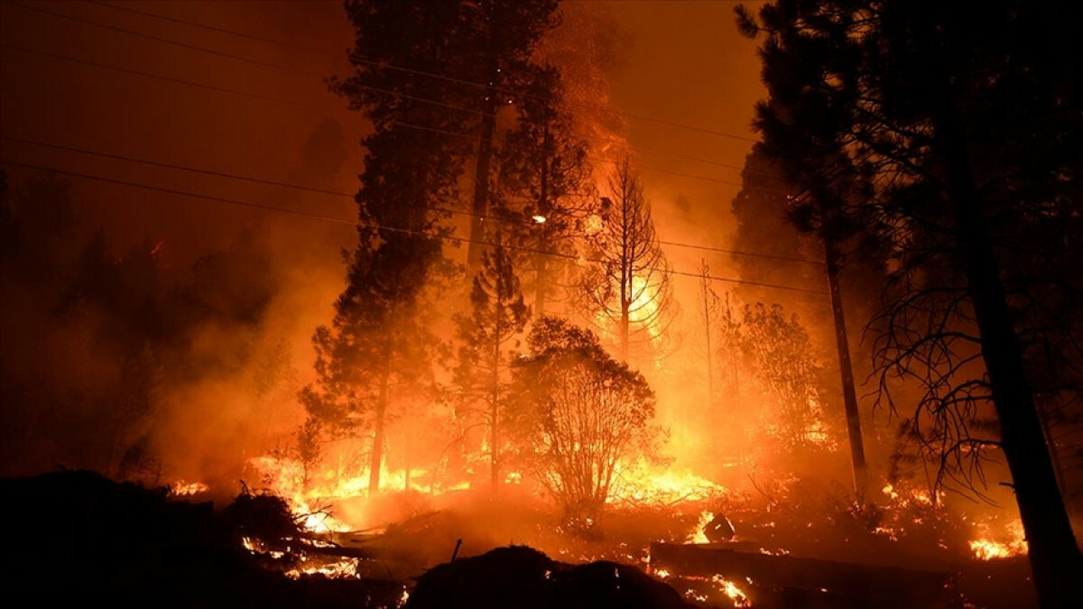 Dünyada son 10 yılda yaklaşık 82 milyon hektar ormanlık alan yandı