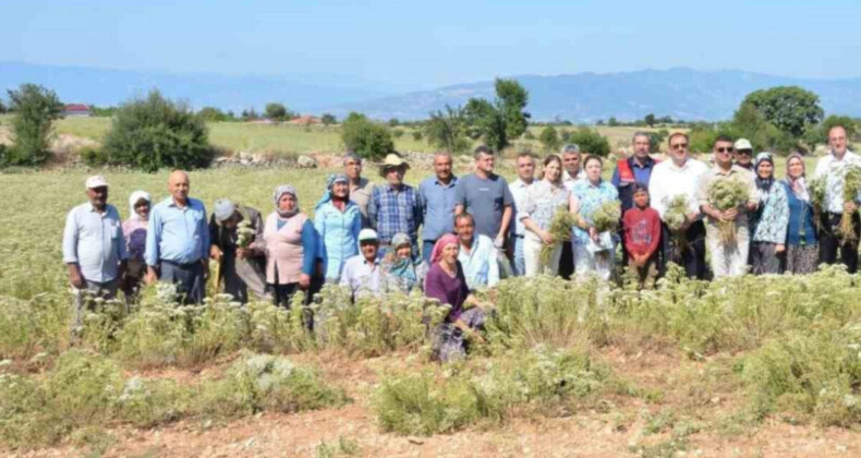 Dünyanın kekik ihtiyacını karşılıyor! Denizli’de kekik hasadı büyük umutlarla başladı