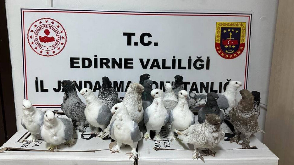 Edirne’de canlı hayvan ve uyuşturucu operasyonu: 4 gözaltı