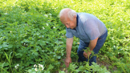 Erzincan’da patates üretiminin yaygınlaşmasına devlet katkısı