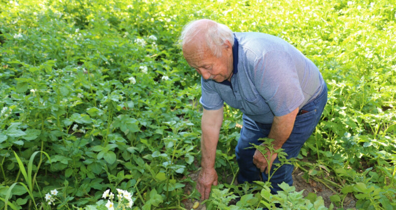 Erzincan’da patates üretiminin yaygınlaşmasına devlet katkısı