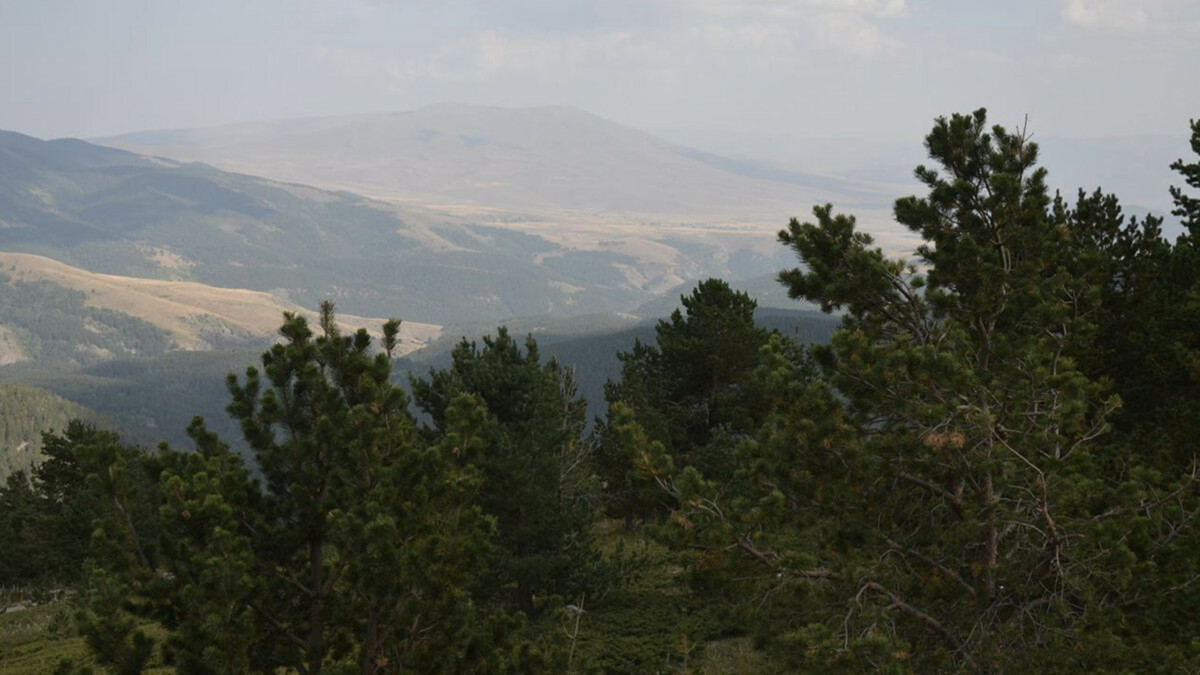 Erzurum’da ormanlık alanlara girişler yasaklandı