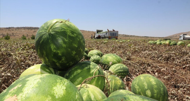 Fiyatları ucuzlatacak gelişme! Diyarbakır’da 150 bin tonu aşkın karpuz rekoltesi bekleniyor