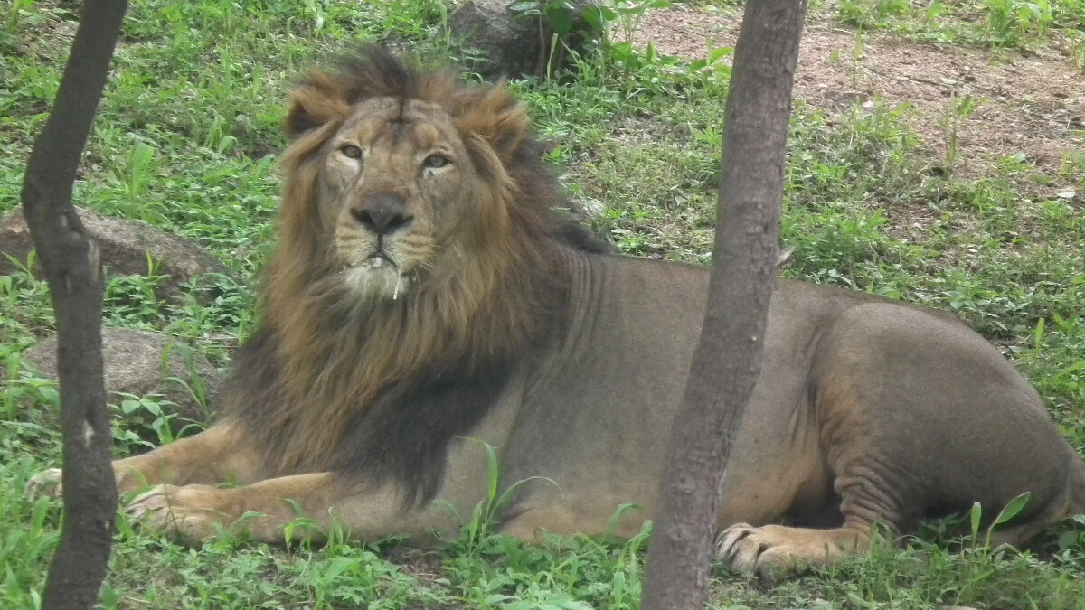 Hindistan’da aslan saldırısına uğrayan kadın yaşamını yitirdi