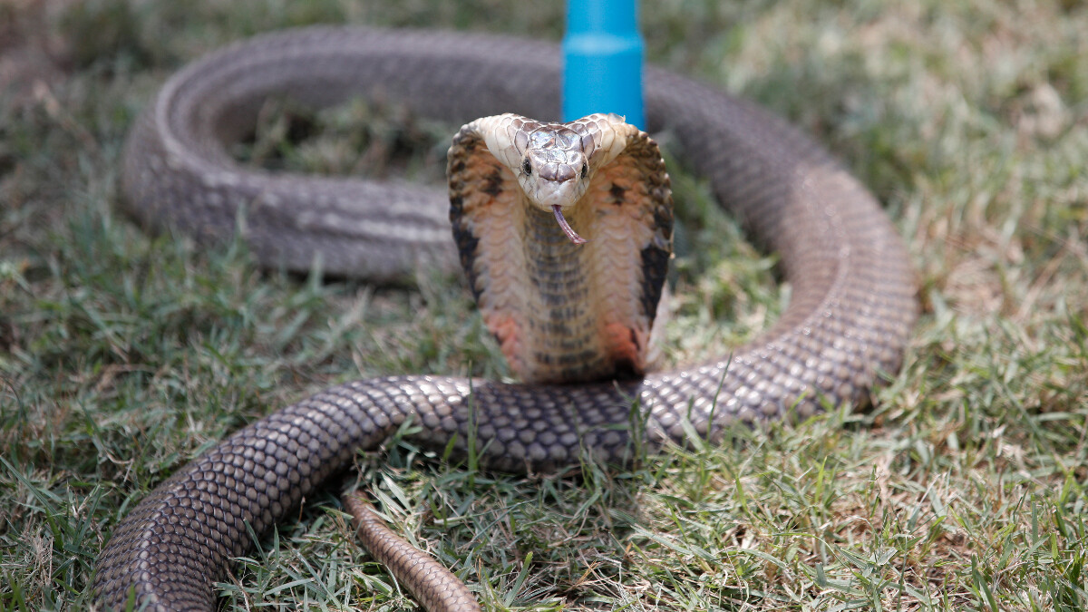 Hintli kadın, erkek arkadaşını kobraya ısırtarak öldürdü