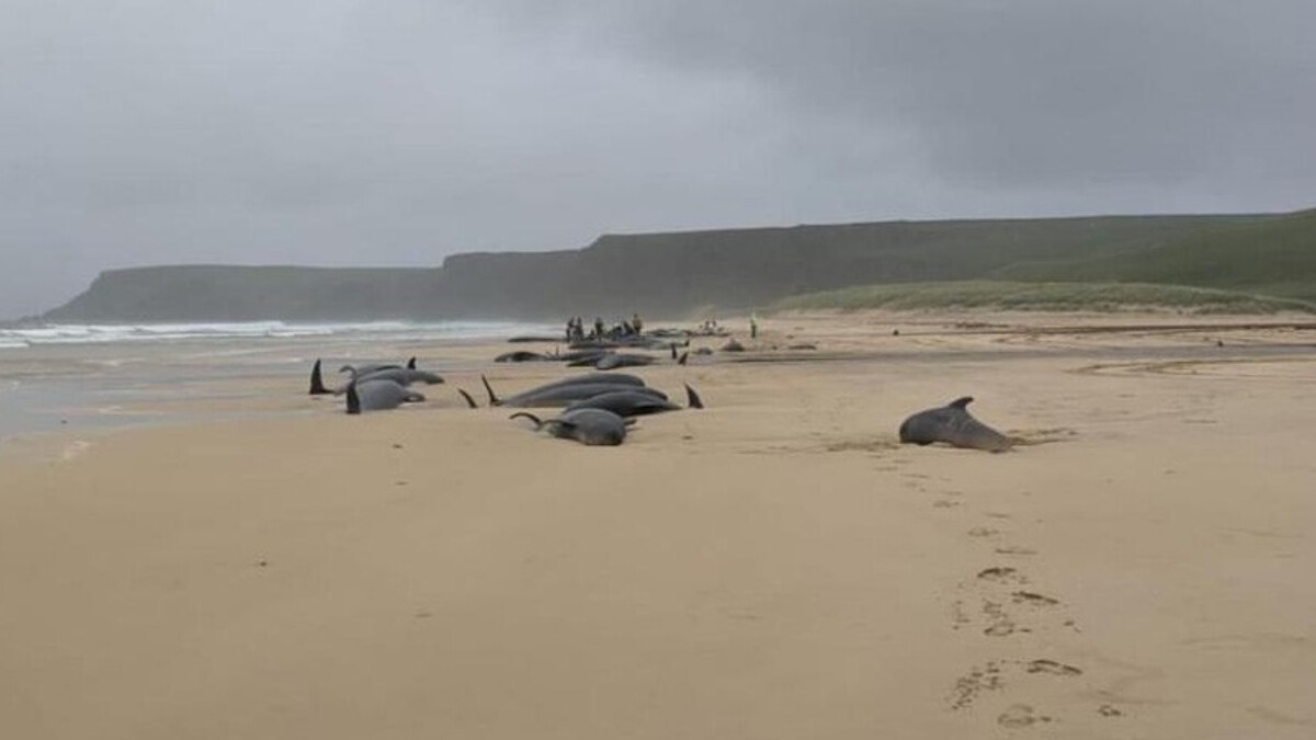 İskoçya’da karaya vuran 55 balina öldü