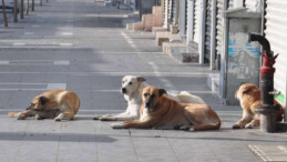 İstanbul Valisi Davut Gül talimatı verdi: Başıboş sokak köpekleri toplanacak