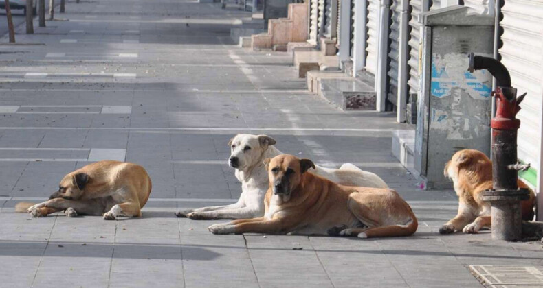 İstanbul Valisi Davut Gül talimatı verdi: Başıboş sokak köpekleri toplanacak