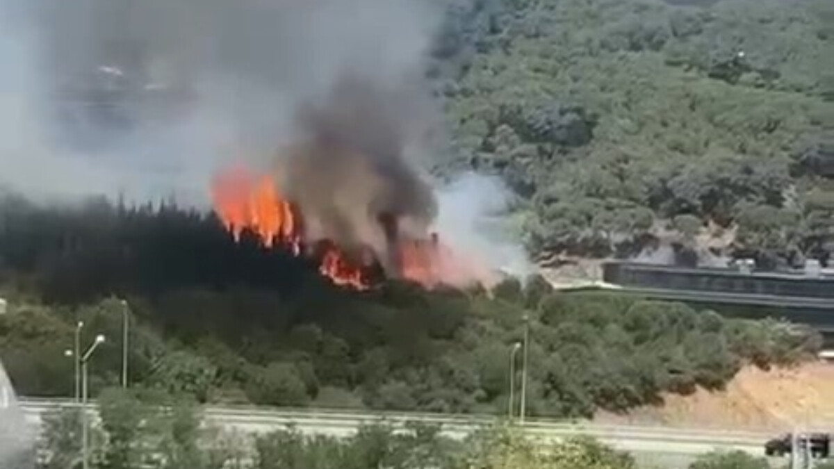 İstanbul’da ormanlık alanda yangın çıktı