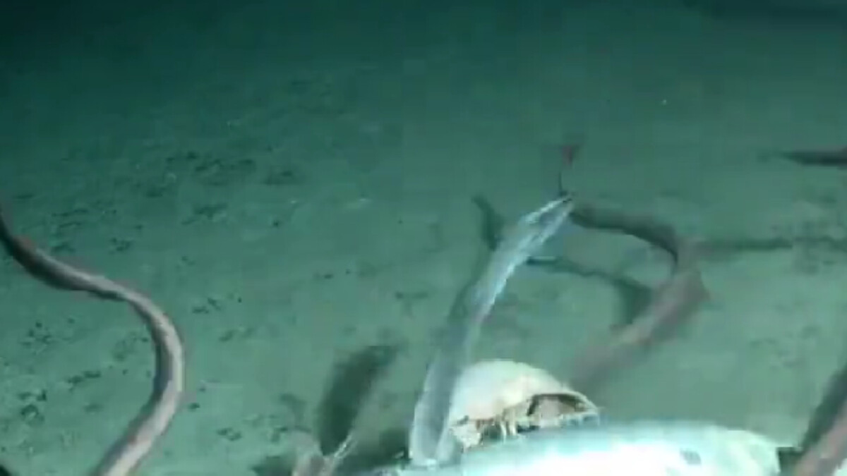 İşte ölü bir balığın okyanus tabanında hızla tüketildiği anlar