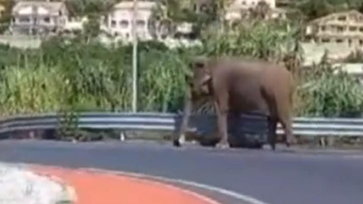 İtalya’da sirkten fil kaçtı: O anlar kamerada