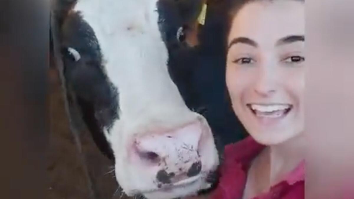 İzleyenleri gülümsetti! Sahibiyle selfie çektirmek için sevinçle koşturan inek viral oldu!