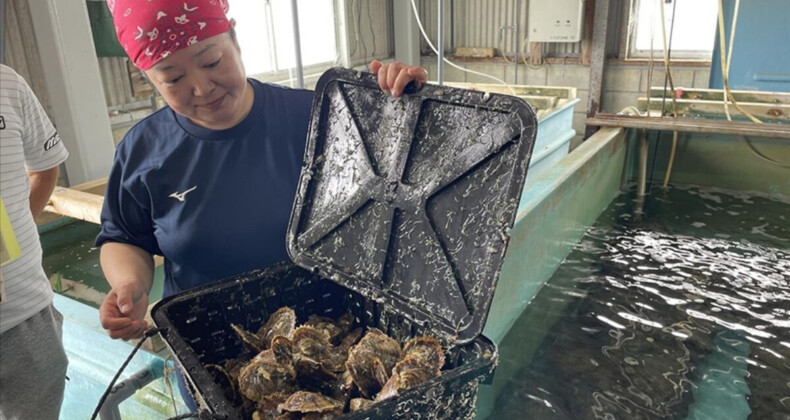 Japonya’da inci üreticileri de iklim değişikliğine uyum sağlıyor