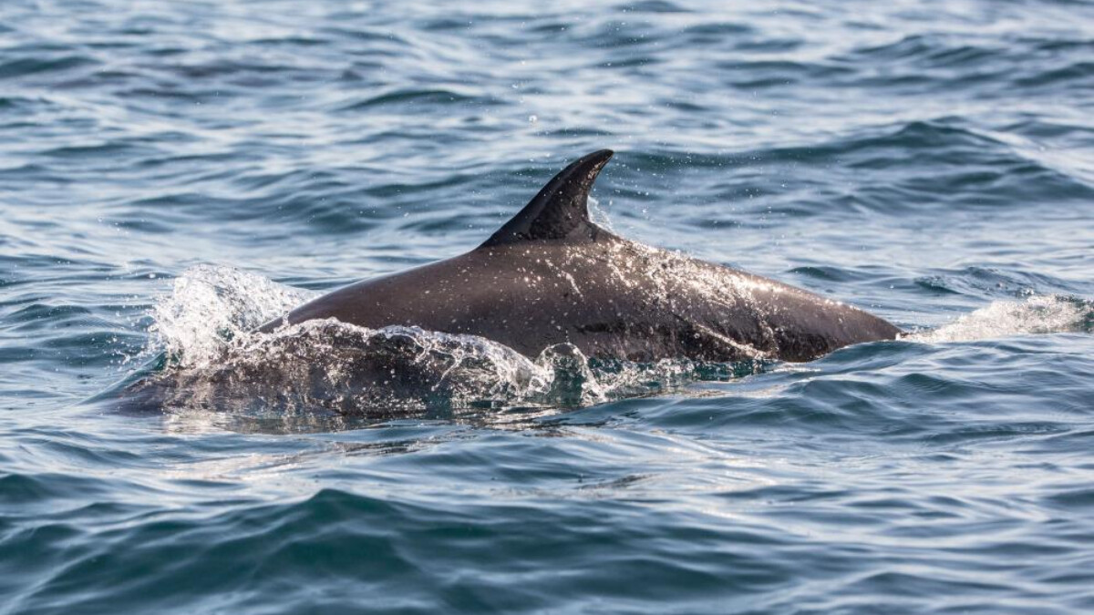 Japonya’da yunuslar 4 kişiyi yaraladı