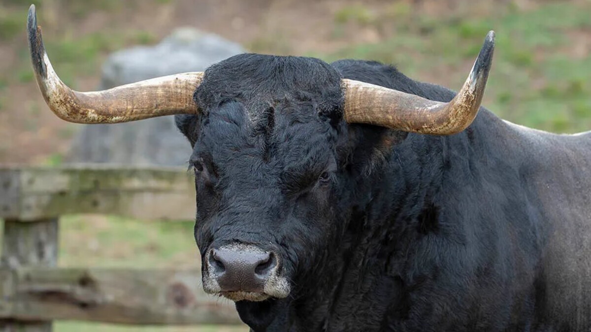 Kayseri’de boğanın saldırdığı kadın öldü