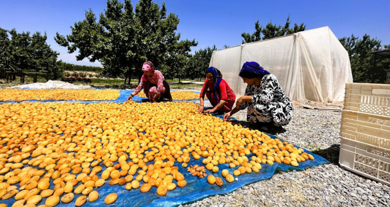 Malatya kayısısında hasat başladı