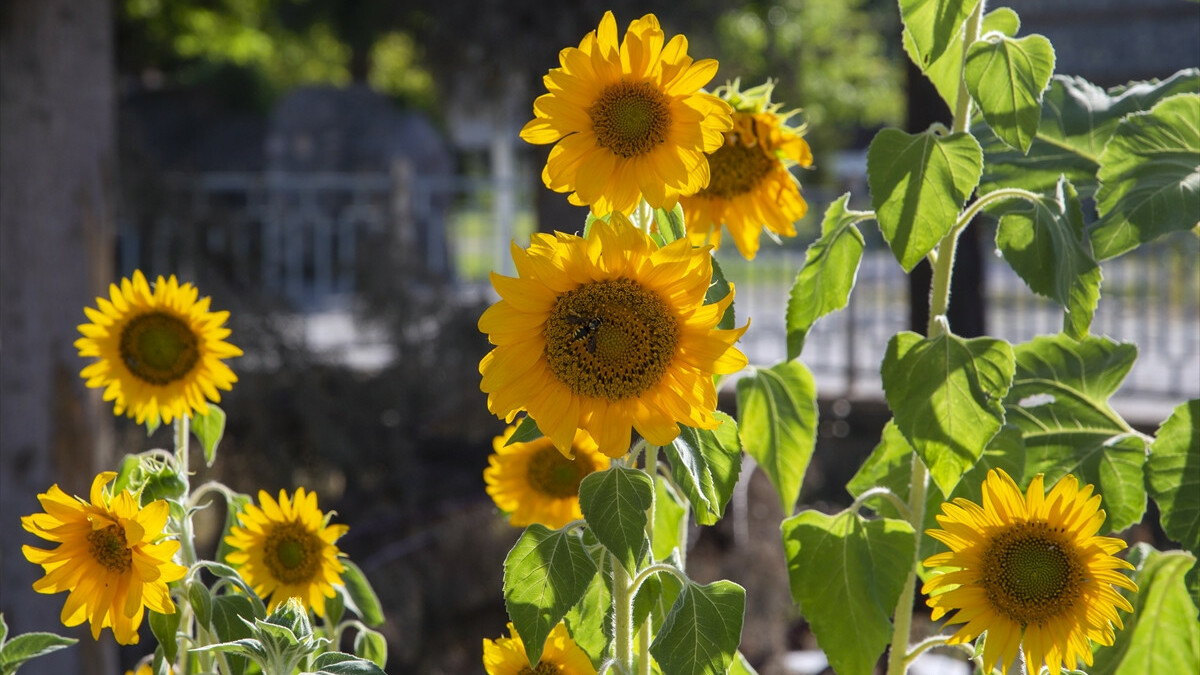 Malatya’da depremde yıkılan binanın arazisinde ayçiçekleri açtı