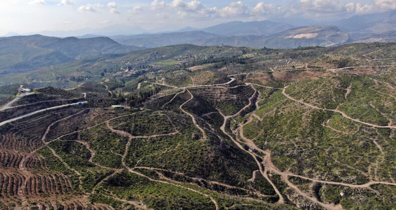 Manavgat orman yangınında zarar gören alana 5 milyondan fazla fidan dikilerek canlandırıldı