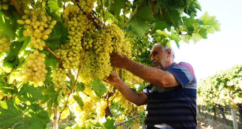 Manisa’da erken hasat üzümde ilk ihracat tırı törenle Rusya’ya uğurlandı