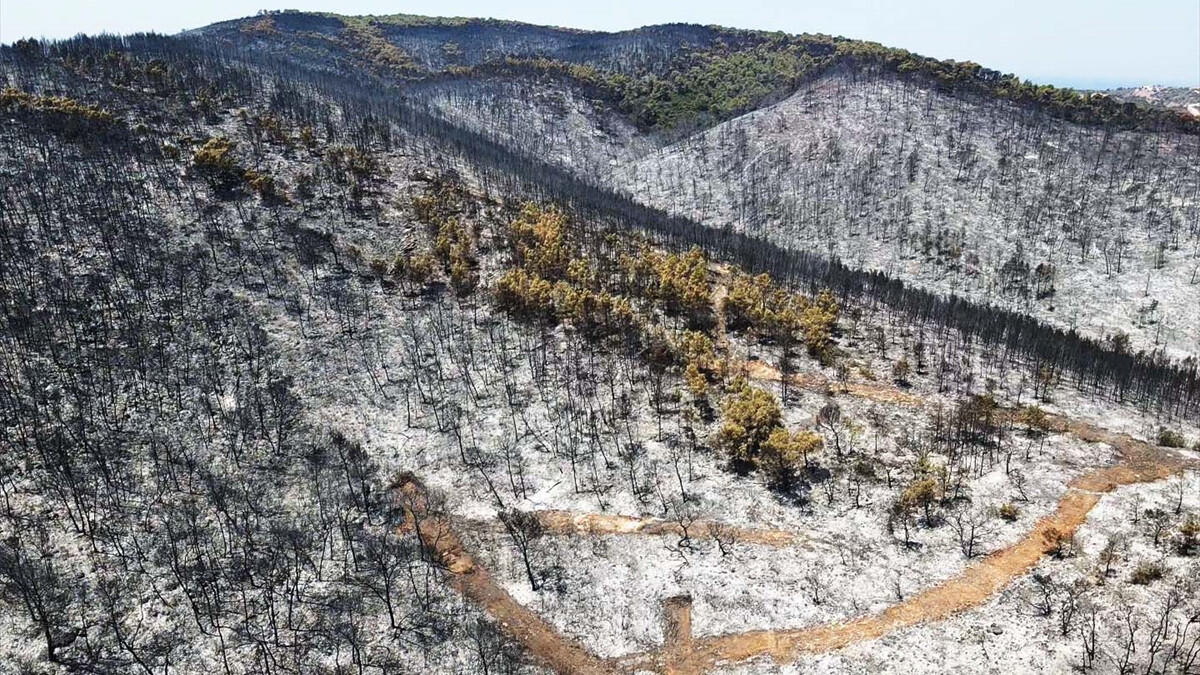 Muğla alevlere teslim oldu! Ormanlık alan küle döndü