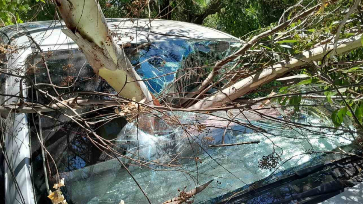 Muğla’da Kadın Azmağı’nda arabaya ağaç dalı düştü