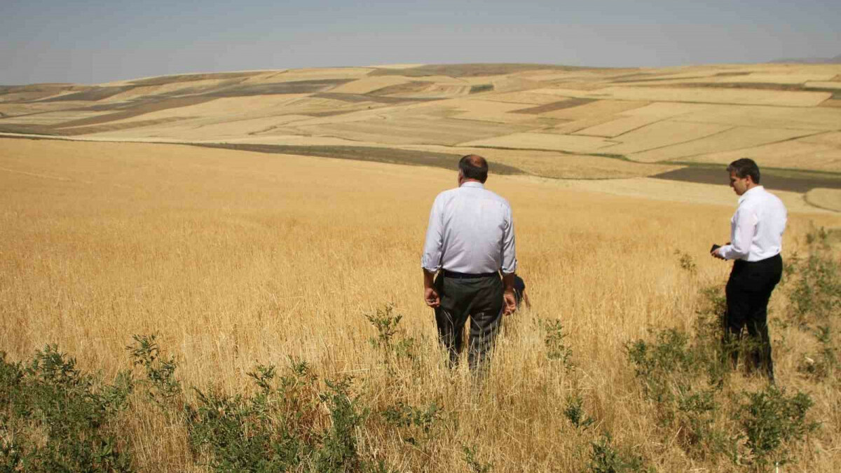 Muş’ta dolu yağışı tarım arazilerine zarar verdi