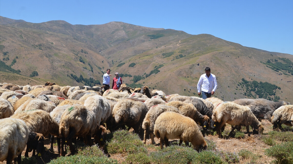 Muş’ta küçükbaş hayvan sütünden yılda 500 milyon lira katkı sağlanıyor