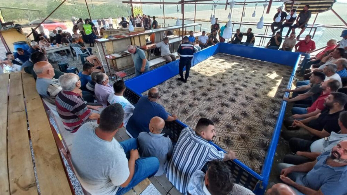 Niğde’de horoz dövüşüne baskın: 71 kişi gözaltına alındı